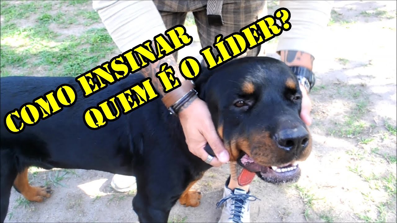 Como ensinar quem é o líder?