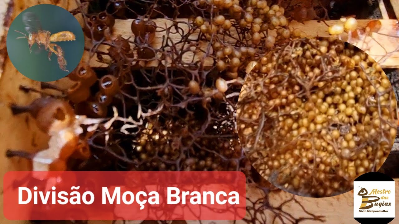 Divisão de Abelha MOÇA BRANCA