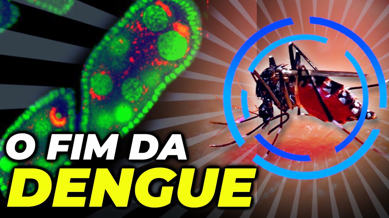 WOLBACHIA: A BACTÉRIA QUE PODE ACABAR COM A DENGUE