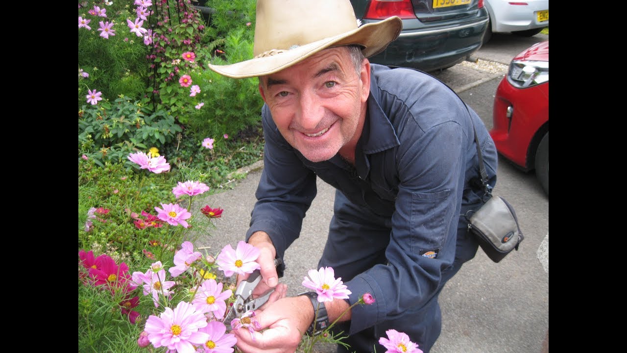 Cosmos care in summer - How to grow 6 different flower colours including dwarf varieties