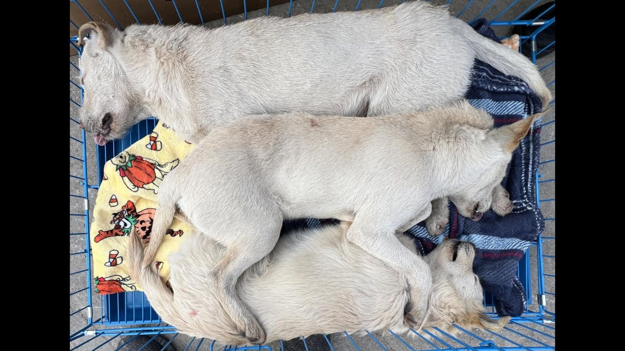 Спасение бездомных собак: душераздирающие истории о бездомных щенках, находящихся в опасности.