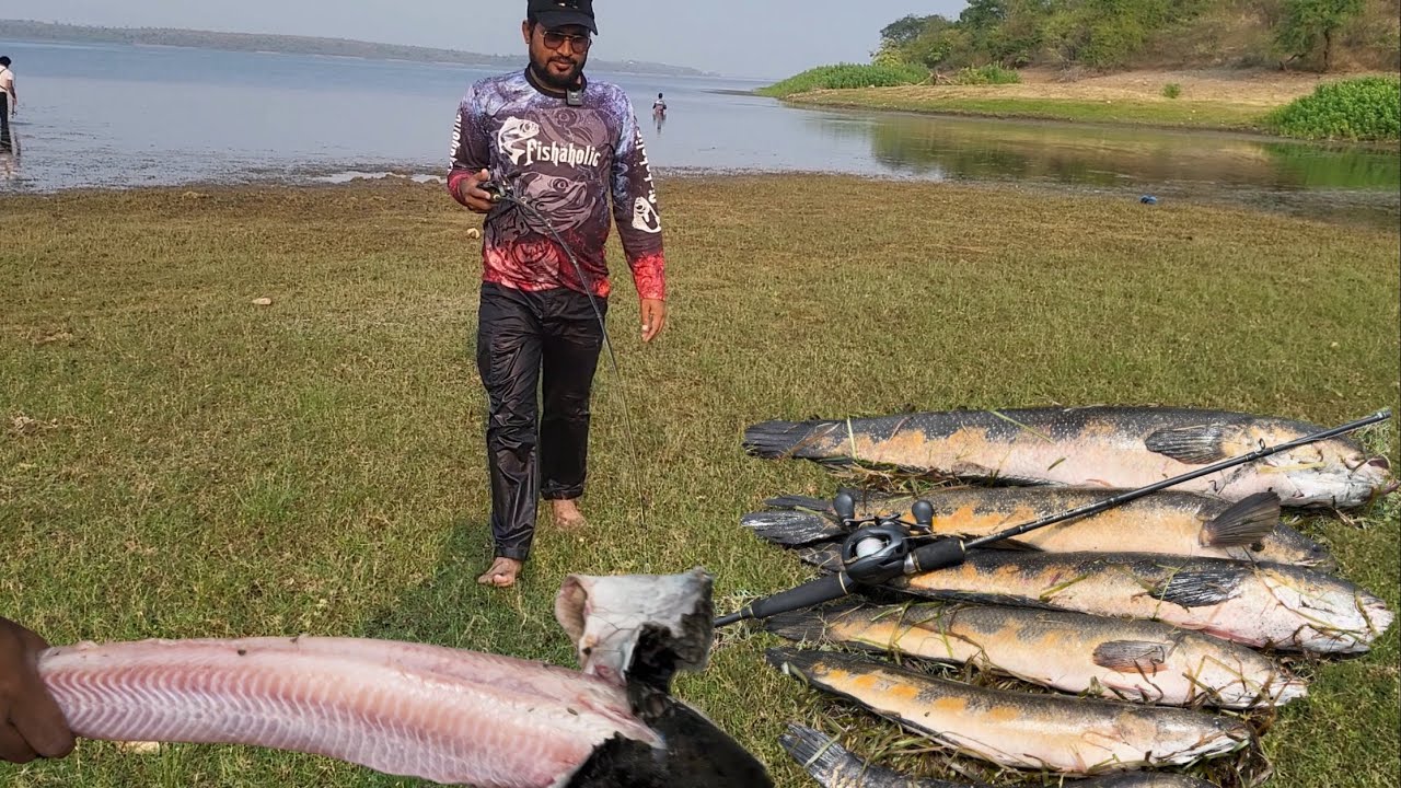 घातक मछलियों का ब्रह्मांड। 😱😱The Universe of Deadly Fishes.
