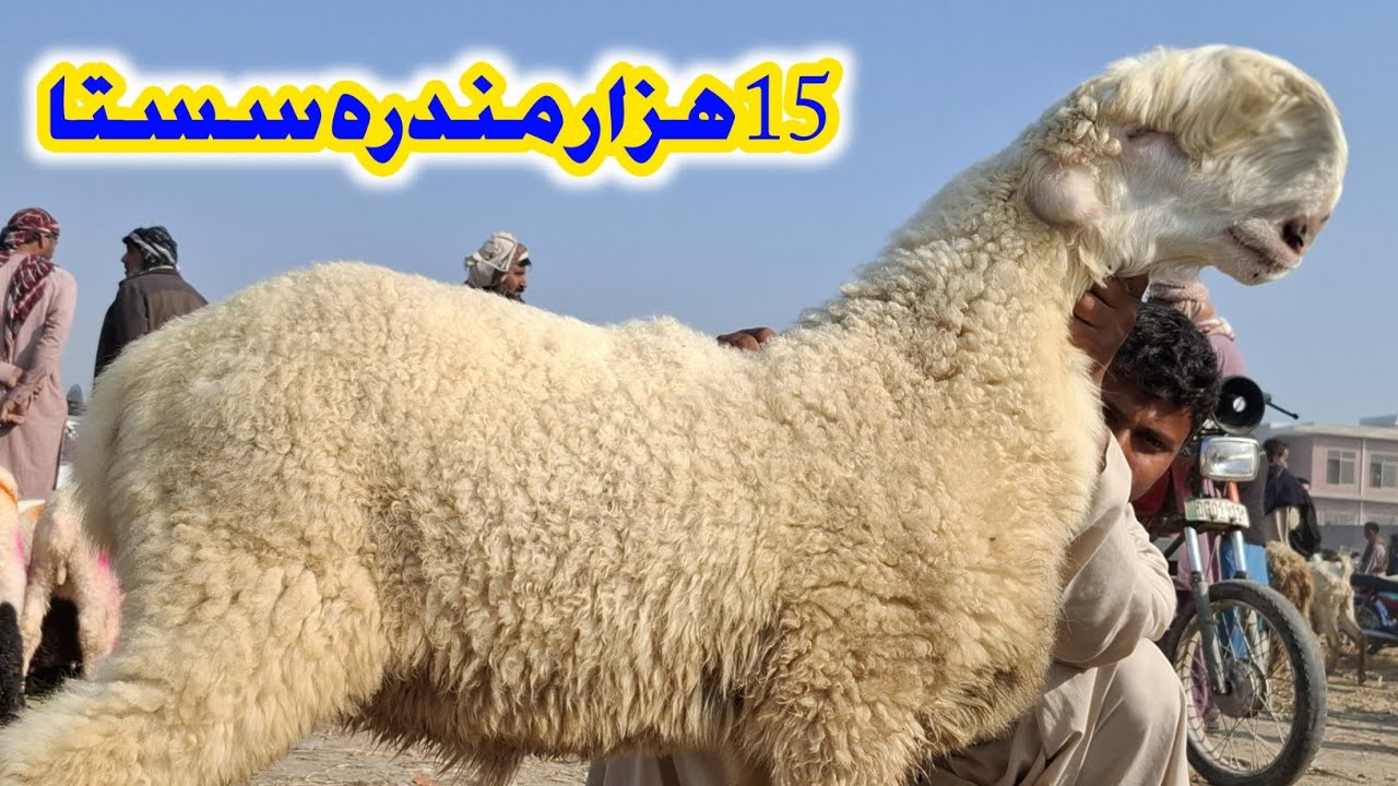 ایشیا کی سب سے سستی منڈی میں 15 ہزار فی مندرہ سستا خریدے منڈی فل ڈاؤن بدھ وار منڈی