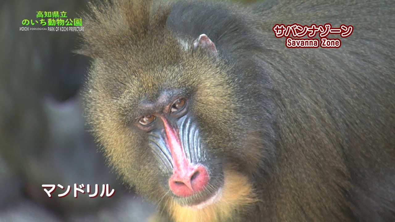 のいち動物公園PV