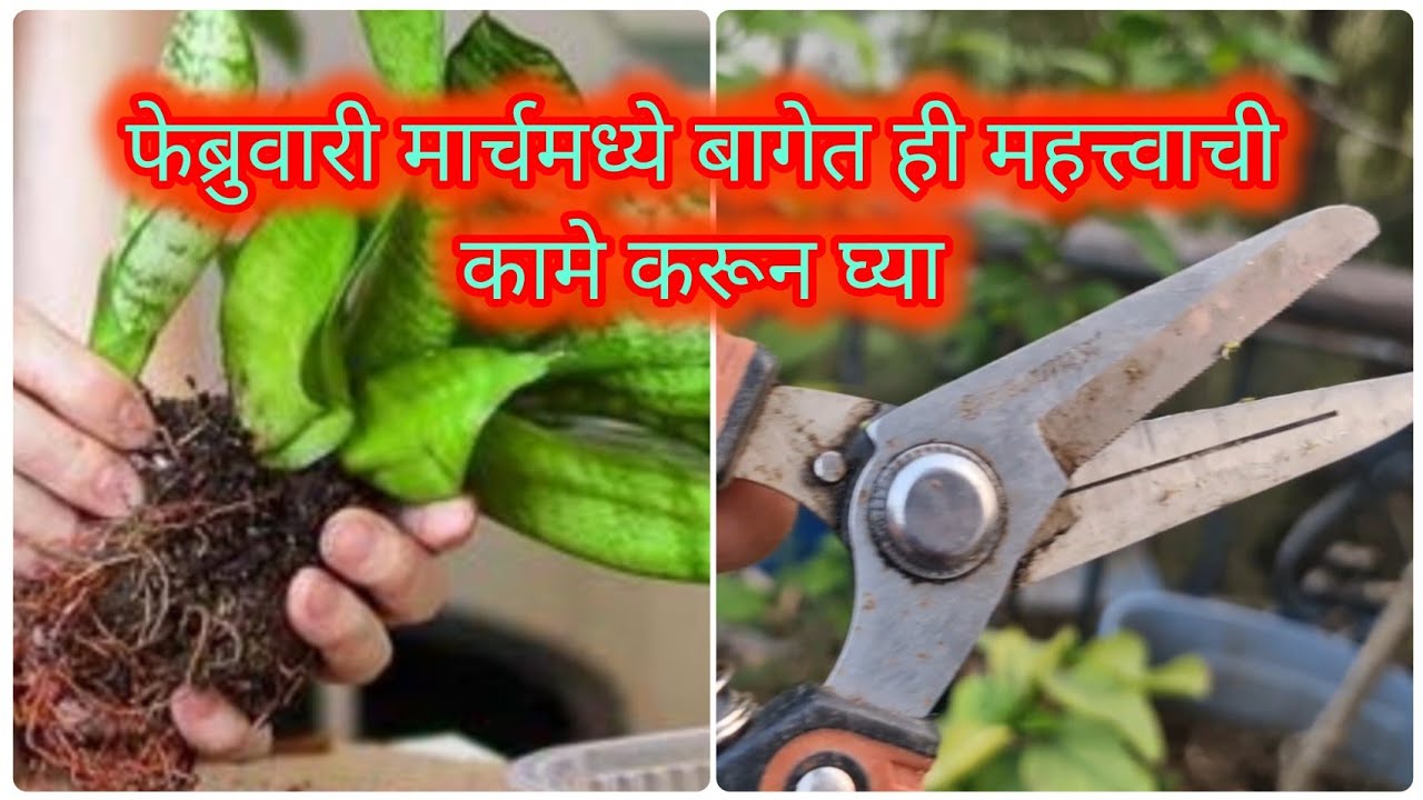 फेब्रुवारीमध्ये ही महत्त्वाची कामे करून घेतली तर बाग होईल हिरवीगार झाडे फुलांनी भरून जातील || ❤️