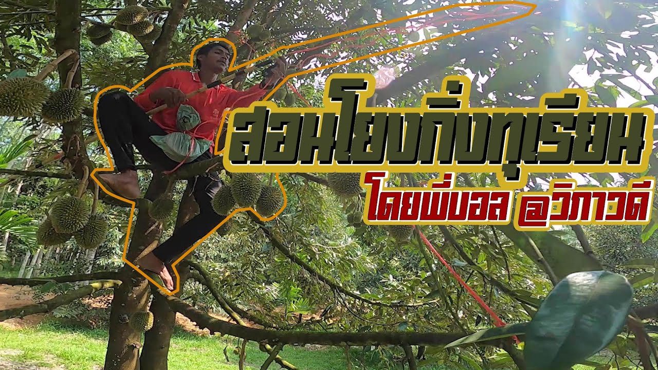 สอนโยงกิ่งทุเรียน Byพี่บอล #สวนทุเรียน #โยงกิ่งทุเรียน #โยงทุเรียน