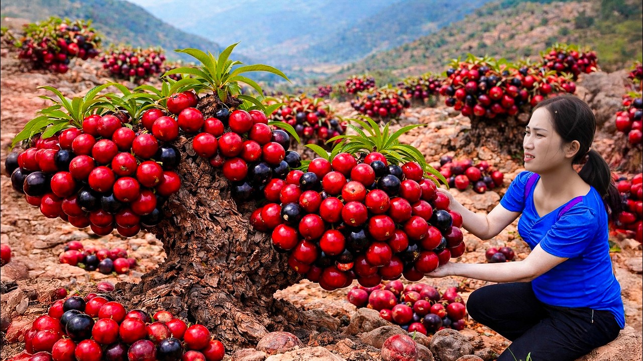 Harvesting Rare Mountain Wild Apple to Sell | the most expensive fruit on the market