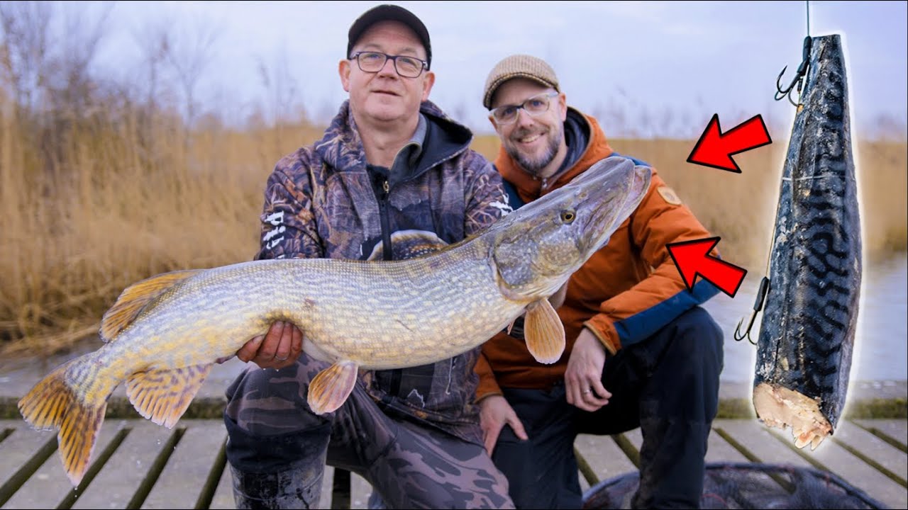 VISblad TV – uitgekiend snoeken met dood aas