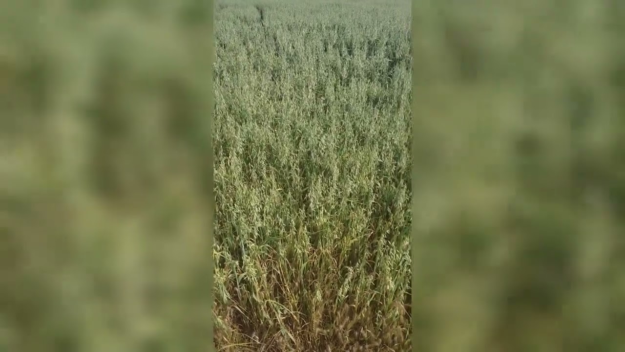 جولة في فصل الربيع🌺🌸💮