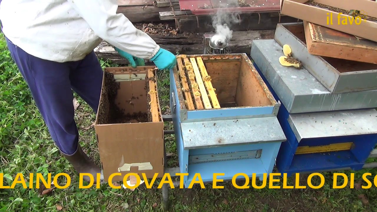 Travaso di un nucleo da un pigliasciami ad un'arnia