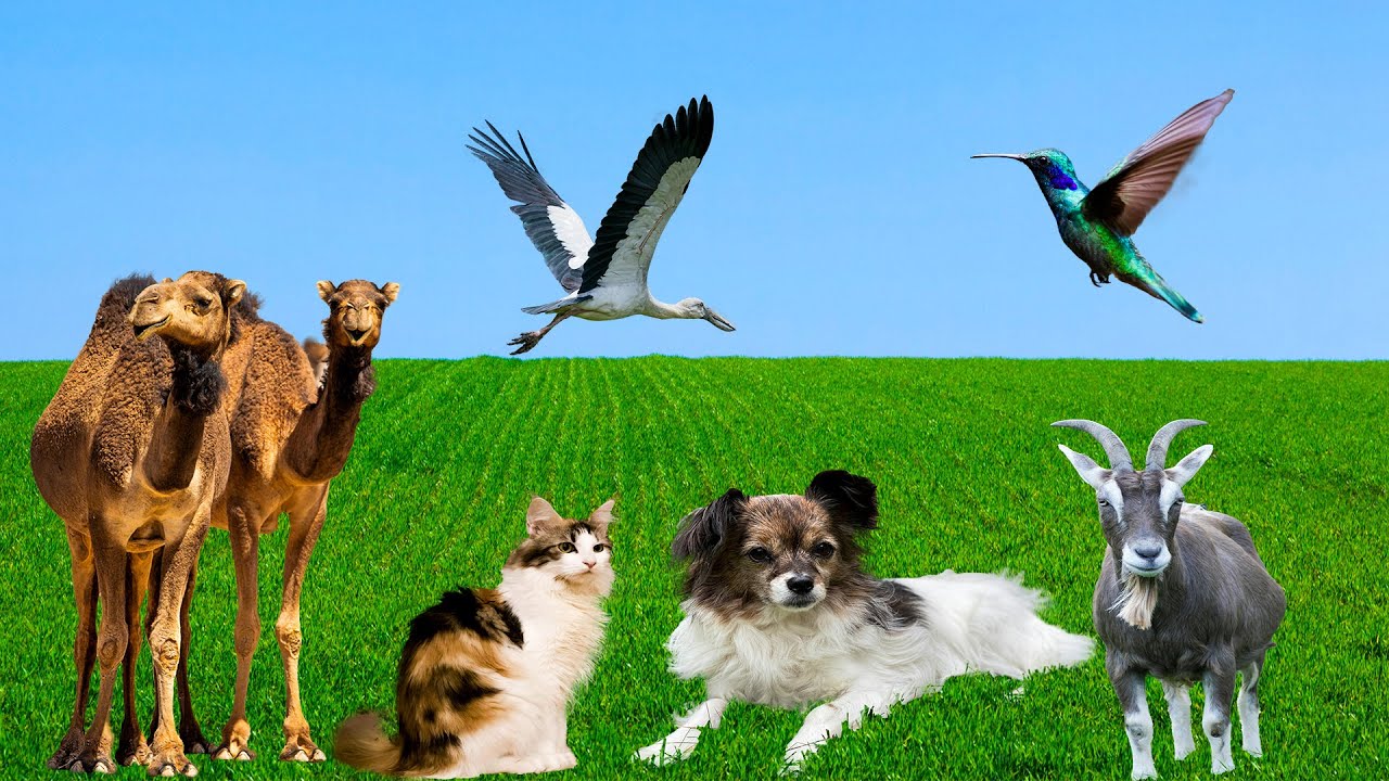 Farm Animal Compilation: Cat, Cow, Sheep, Dog, Chicken, Horse, Elephant — Farm Animal Sounds