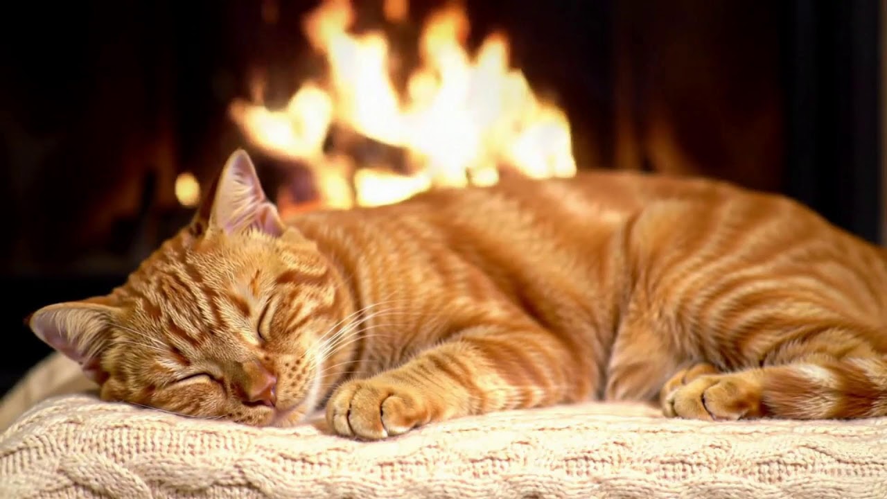 Cozy Cat Therapy Music 432Hz 😺 Fireplace Warmth For Deep Sleep, Anxiety Relief, And Healing