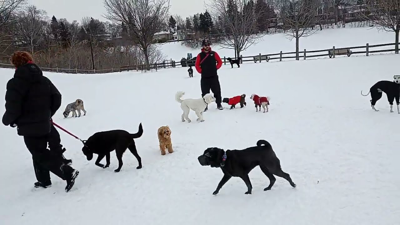 Puppy dog park fun in the snow!! #woof #dog #cute more than 55 dogs 