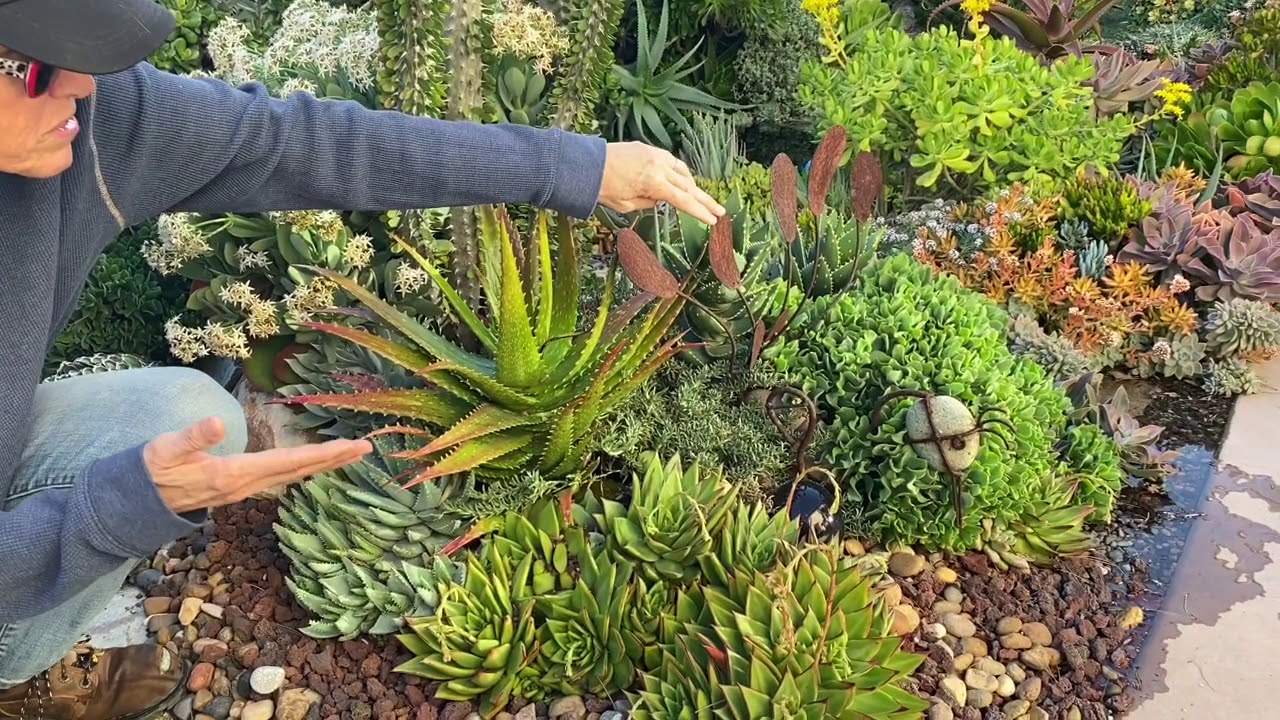 More Succulent Shenanigans in my Private Garden!