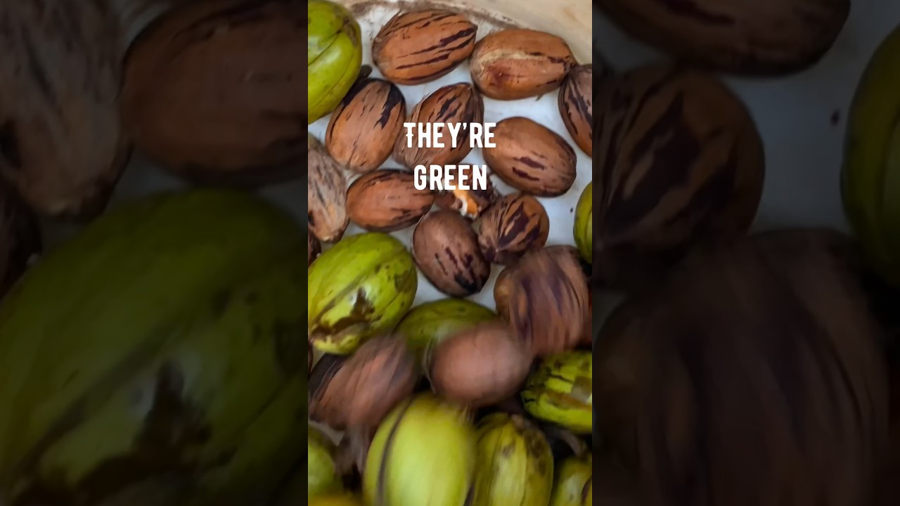 Как найти спелый пекан в вашем собственном дворе! 🌰😄👍 