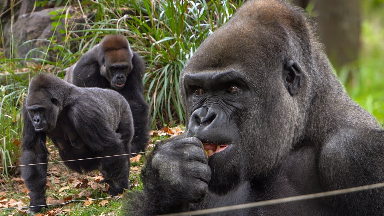 Females vs Haidi - Gorilla dynamics at Shanghai Zoo
