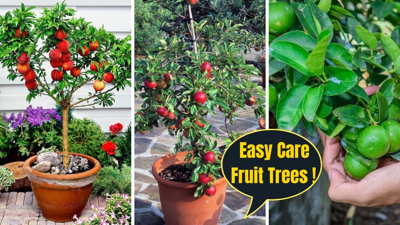 5 Low Maintenance Fruit Trees To Grow In Pots | Fruit Trees for Container Gardening