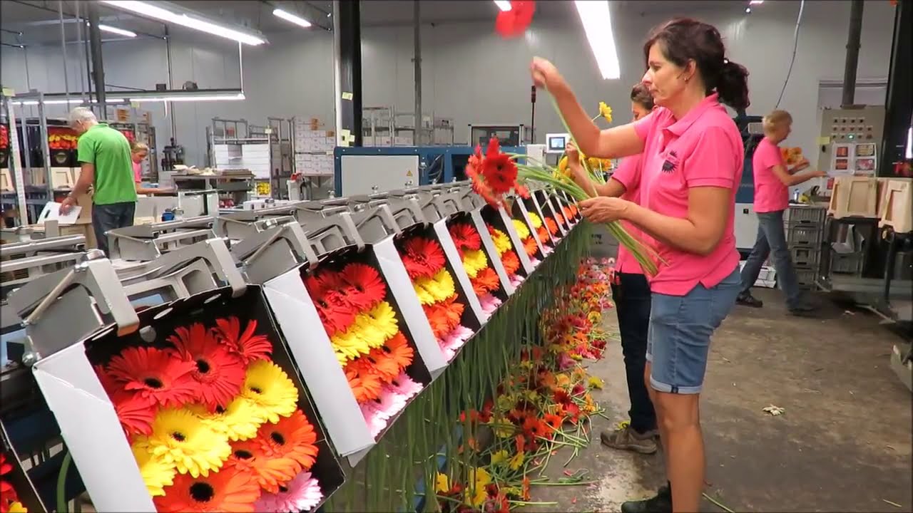 FlowMaster  de semi automatische insteekmachine voor gerbera's