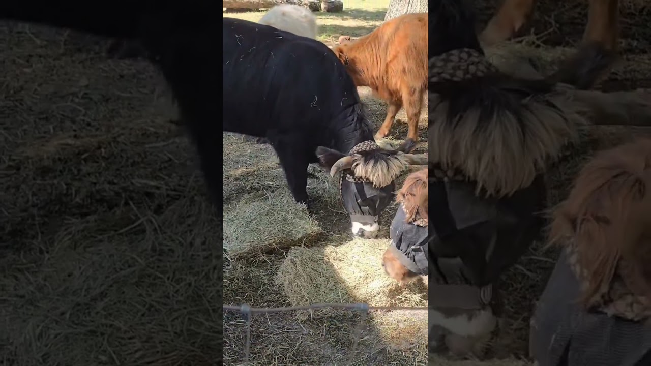 Highland cows "rewarded" for getting in the barn 