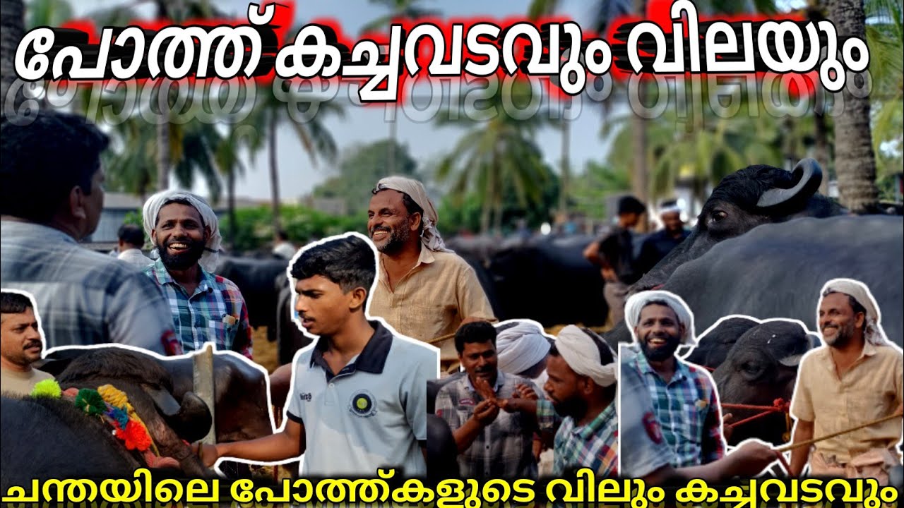 🐃പോത്ത്കളുടെ വിലയും💸കച്ചവടകാഴ്ചകളും ചട്ടിപ്പറമ്പ ചന്തയിൽ Chattipparmba chanda | Buffalo price#chanda