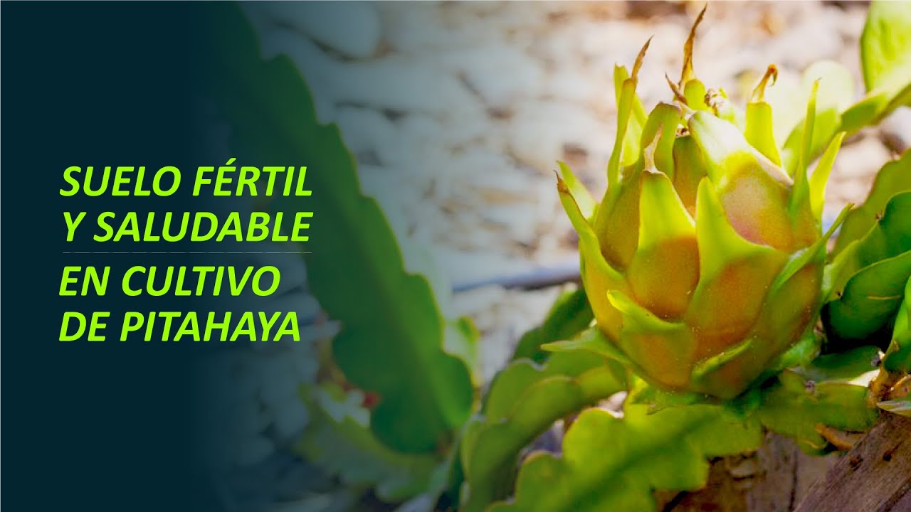 Altos rendimientos en pitahaya con un adecuado manejo de la fertilidad del suelo