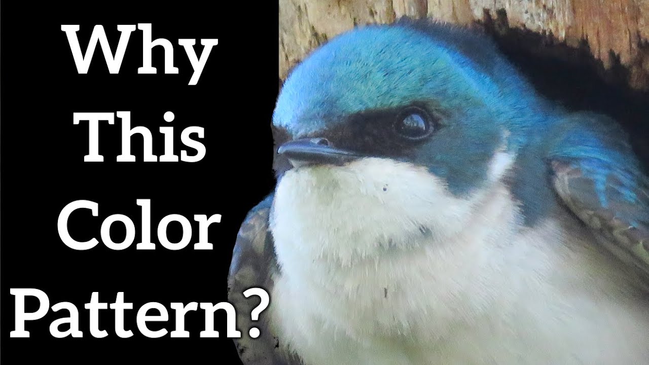 Countershading - Animals Hiding in Plain Sight