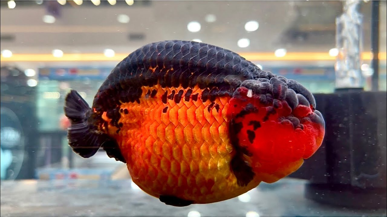 Tham quan Cuộc thi Cá Cảnh Cá Vàng và Cá Chép VBG cup 2025 #youtubeshorts #fish #cavang #tiktok #fun