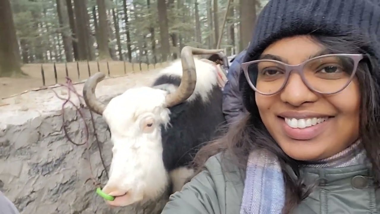 Manali - Shimla trip vlog #vlogging #manali #shimla#himachalpradesh #contentcreator #travel #blogger