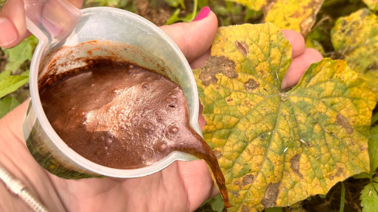 СРОЧНО спасите растения от жарких дней 1 стаканом! Желтеют, маточное поголовье пропадает,