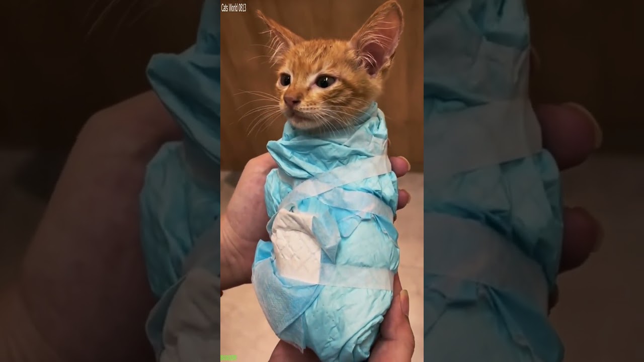 Funny Cats 2025 🐕 Will Cheer you Up 🐈‍⬛ # Episode 3422