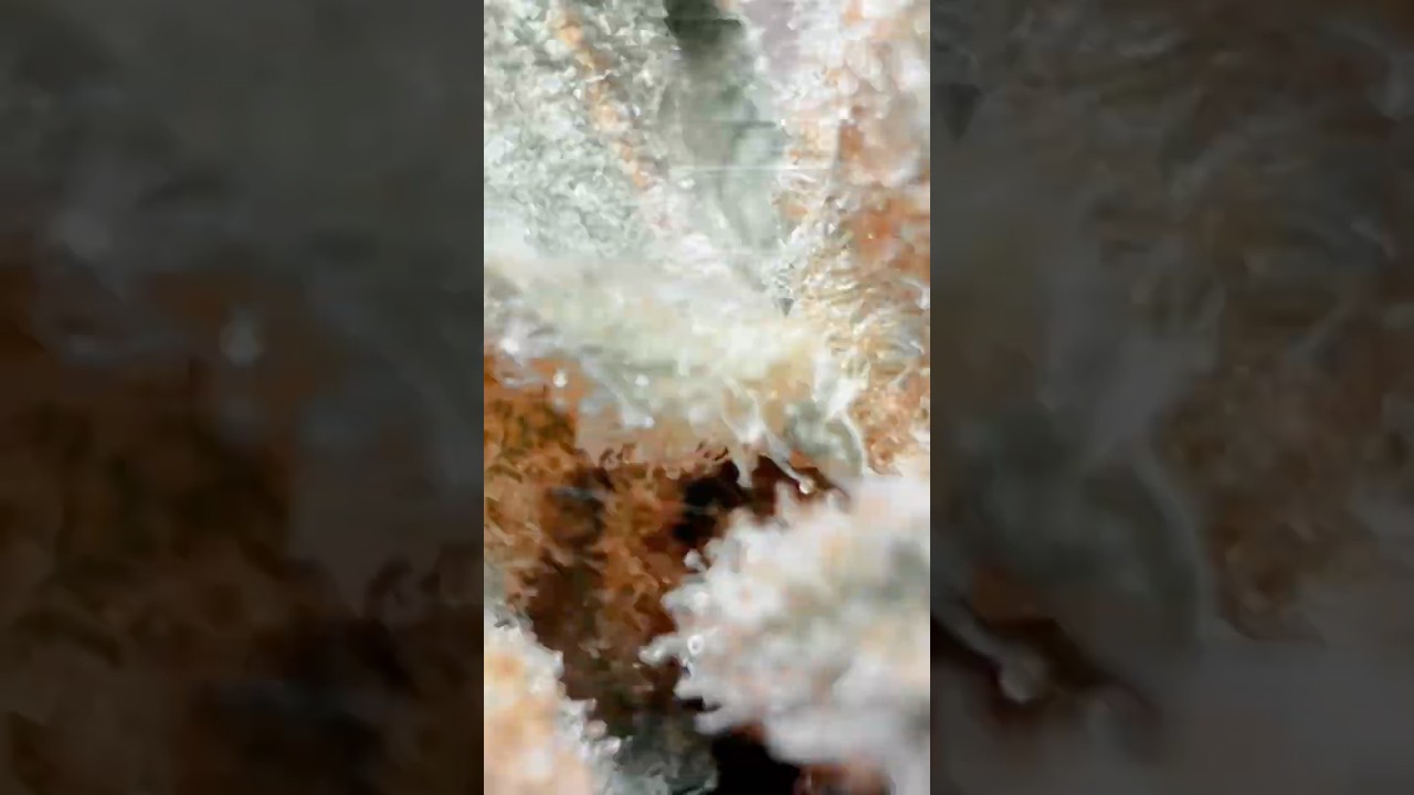 Uncle Snoop from Shop Hello Mary #subscribe #freetheplant #420community #review #unclesnoop #SHM