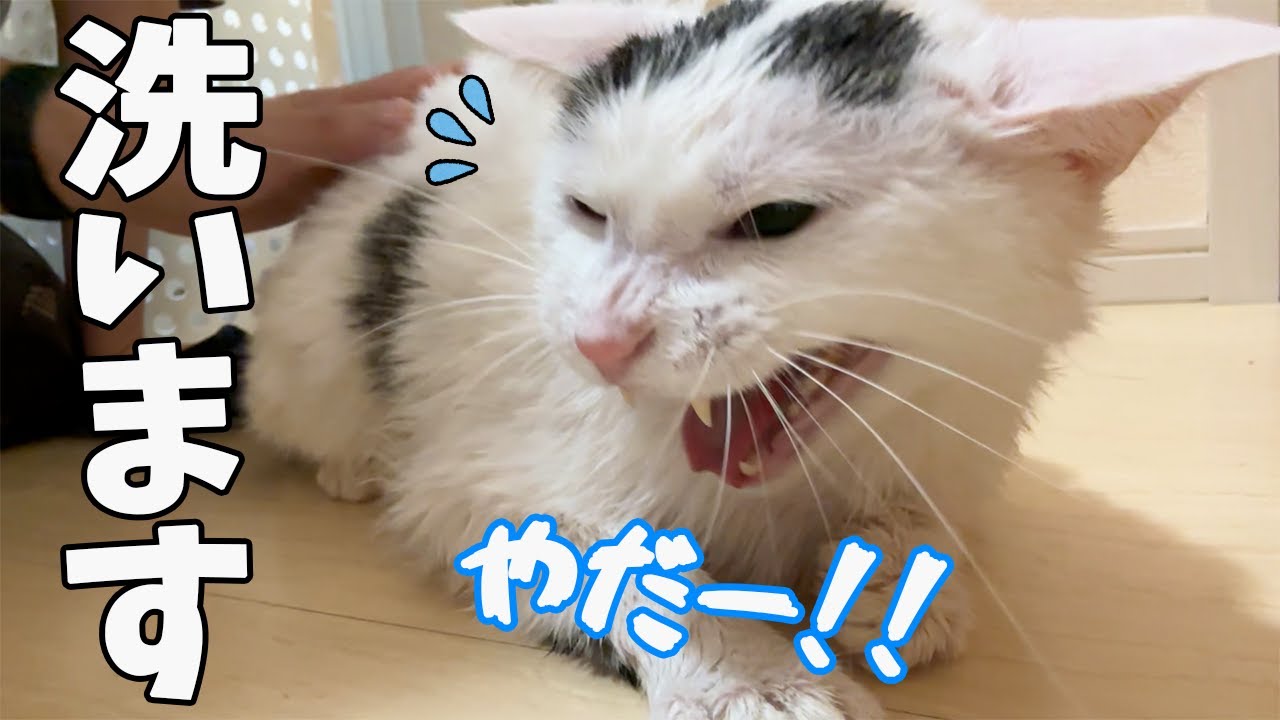 大変なことになったので急遽お風呂に入れます！！