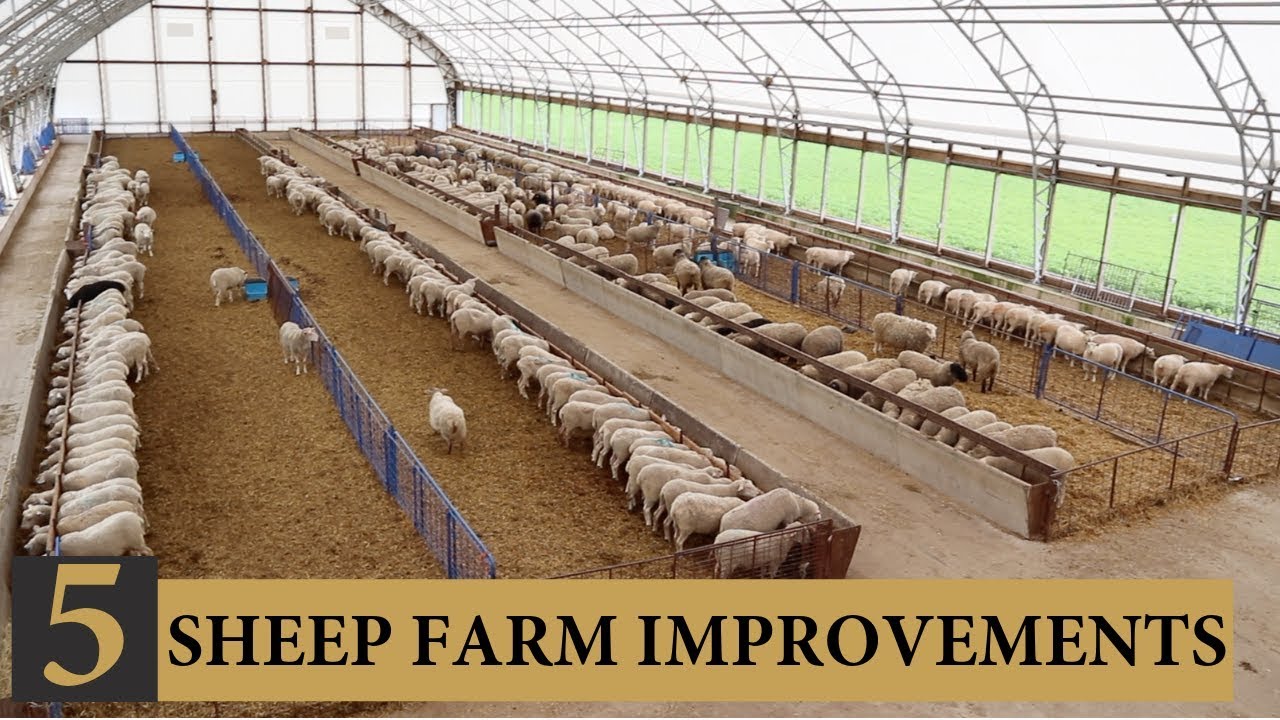 Five INEXPENSIVE Ways I Improved Our Sheep Farm: Vlog 143