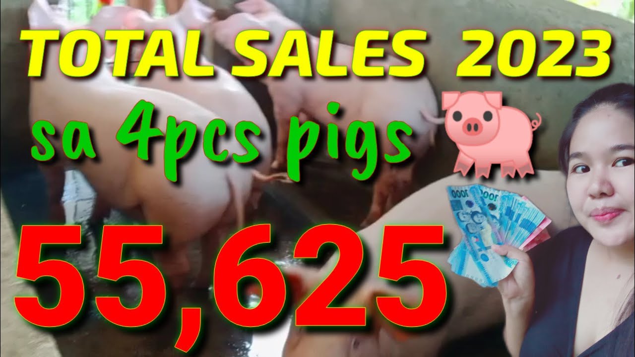 MAGKANO ANG PUHUNAN AT KITA SA APAT NA BABOY 2023 at ilang feeds Ang kaya nilang ubusin bago mabenta