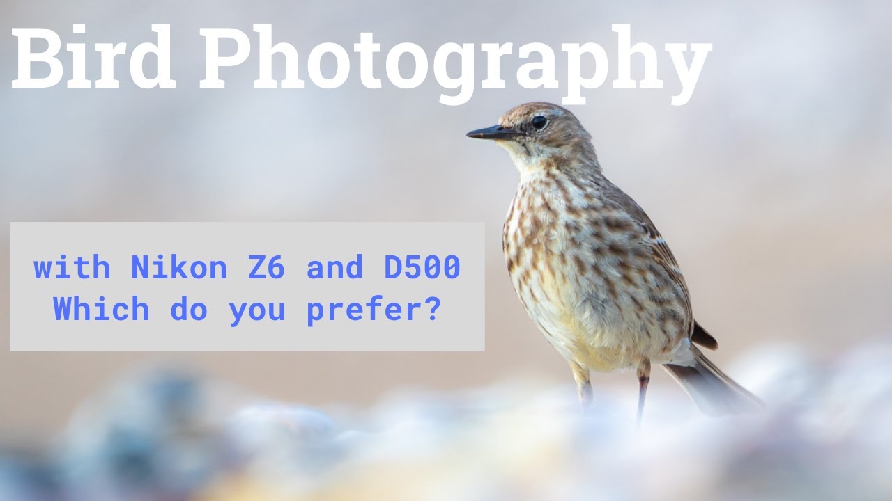 Bird Photography with the Nikon Z6 and D500 - Which do you prefer?