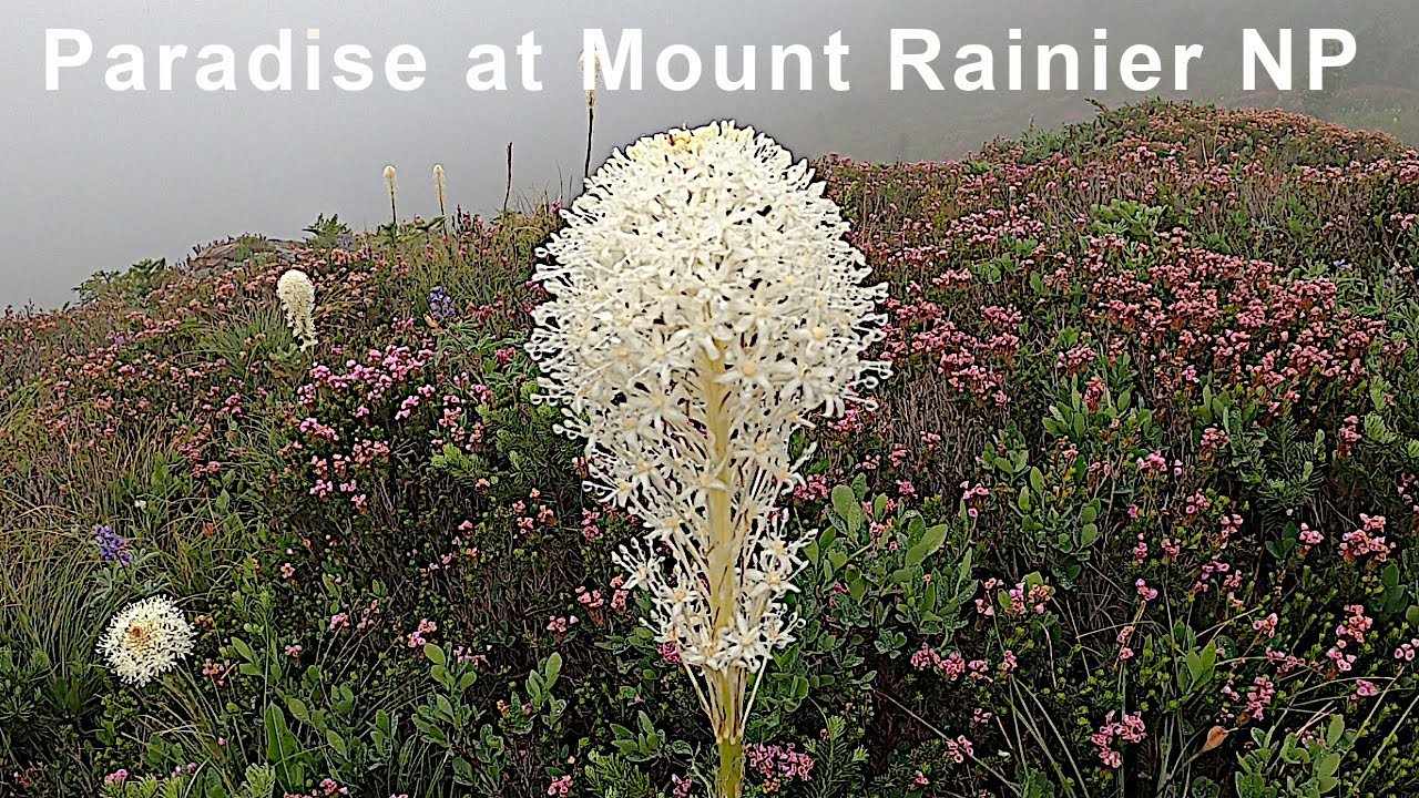 WILDFLOWER BEDS at Paradise -- Mount Rainier National Park -- Looking Back 2021