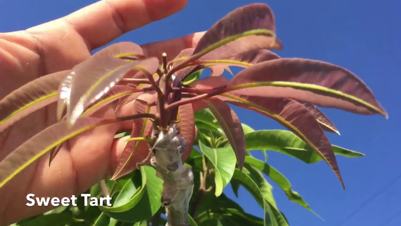 Adding More Varieties to the Multigrafted Mango Tree!  I'm Obsessed and I Can't Stop!