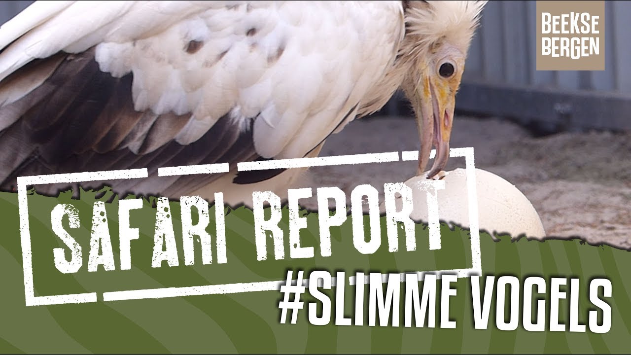 SAFARI REPORT | #80 SLIMME VOGELS