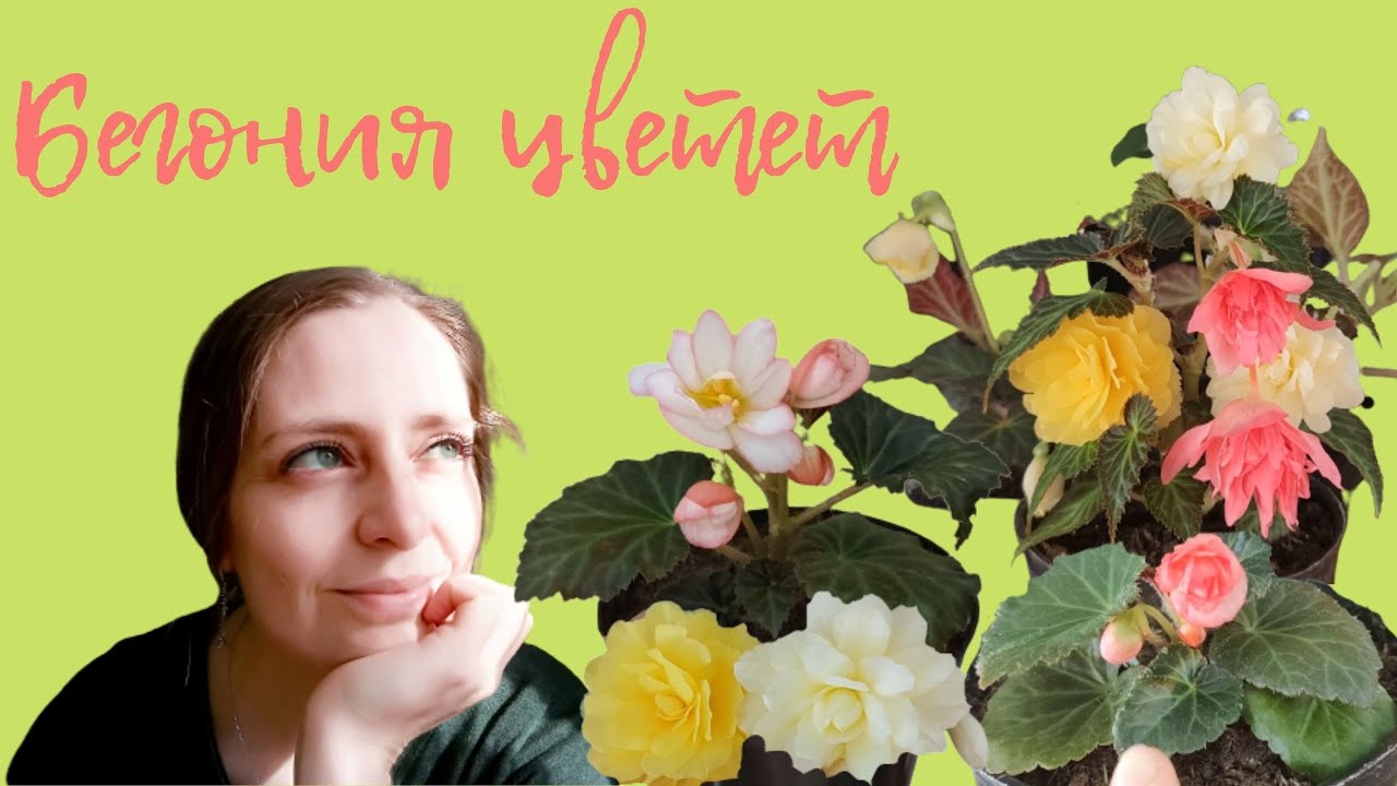 БЕДА С БЕГОНИЯМИ, НО ОНИ ВСЕ РАВНО ЗАЦВЕЛИ!