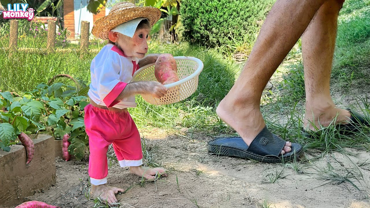 Great! Lily is sick but still wants to help her dad | Lily's story