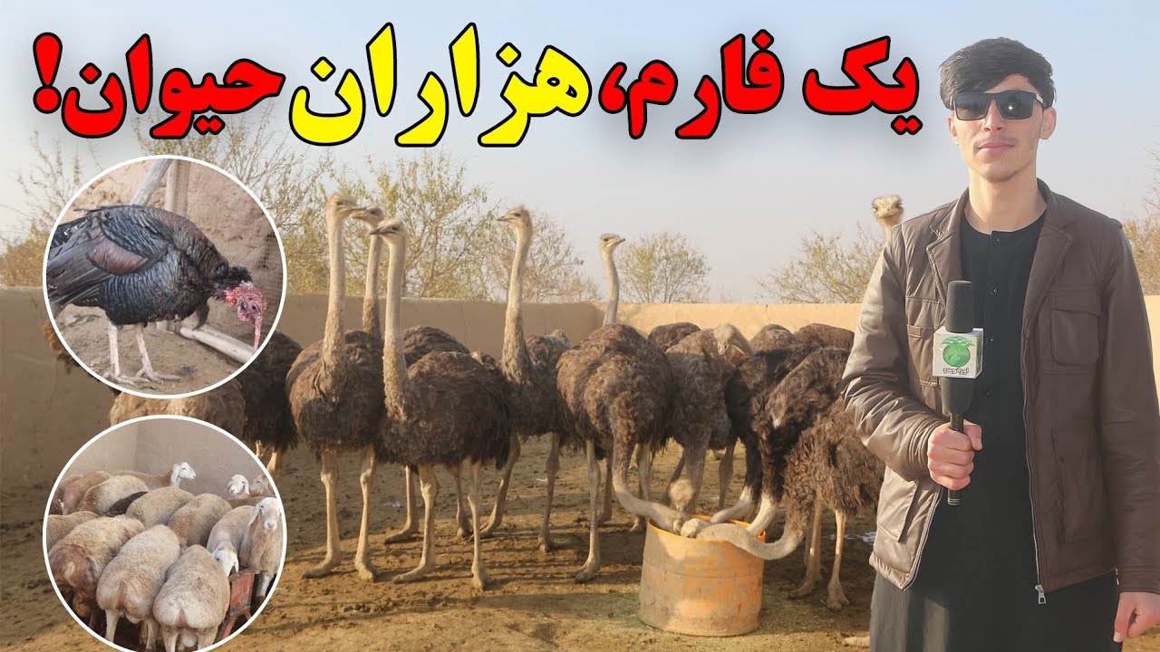 بزرگترین فارم گاو گوشتی| شیری| انواع پرنده گان| بودنه| cattle farm | Dairy | All kinds of birds |