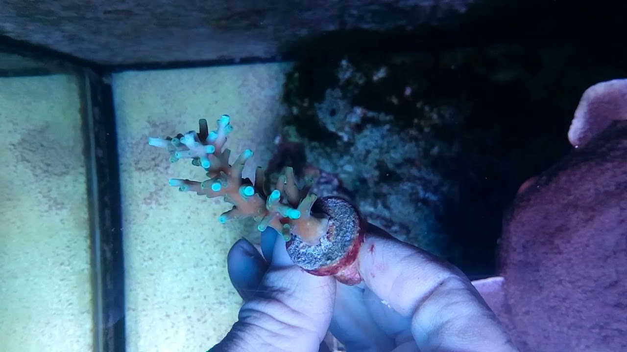 Acropora caroliniana blue tip CORAL GANDALF