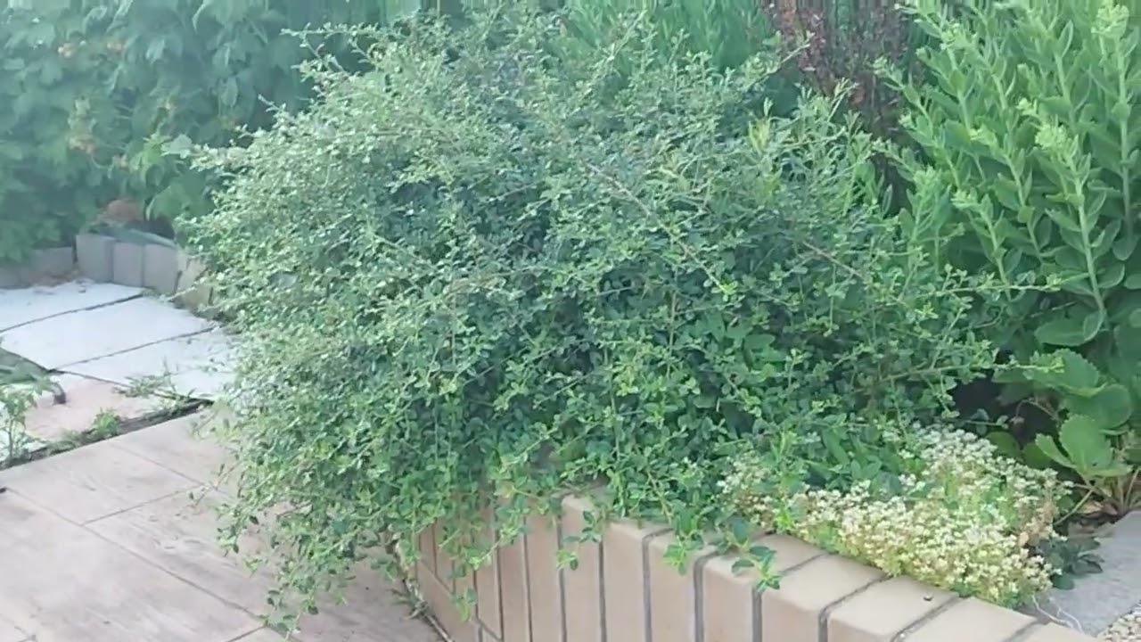 Кизильник и жимолость шапочная в моем саду