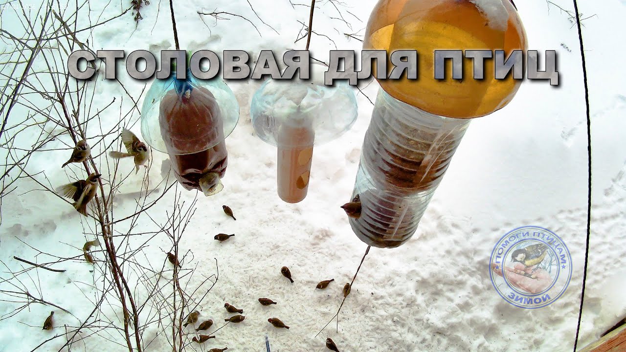 Кормушка для птиц  27 января 2026 года (05)