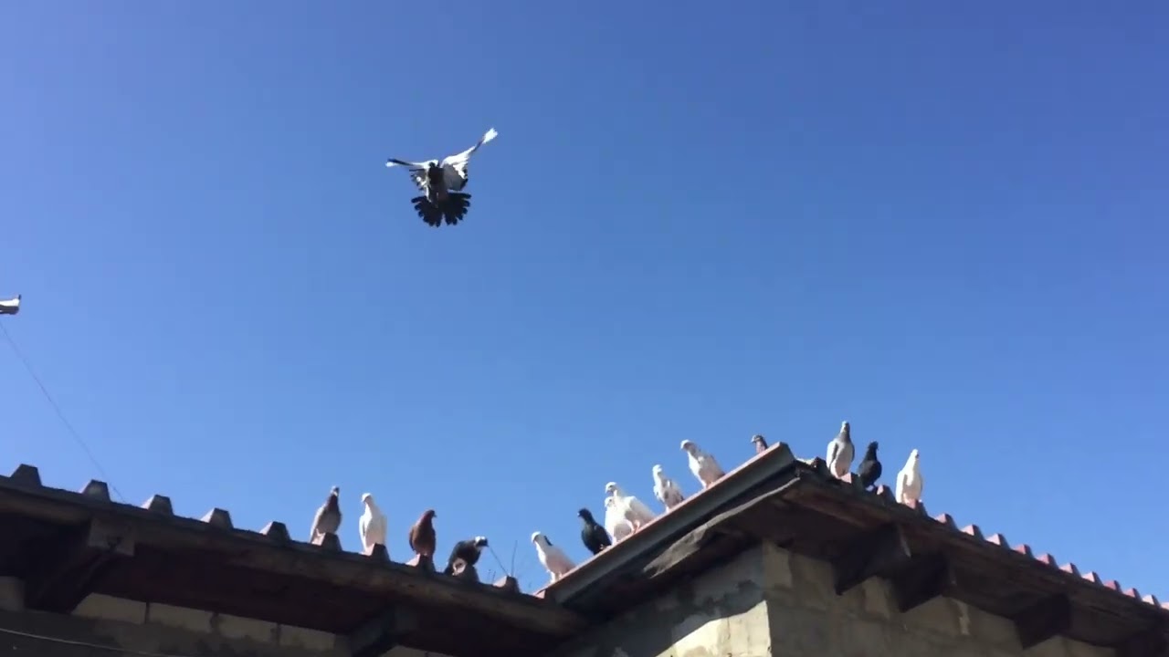 #Pigeons.Ответы на вопросы голубятников. 