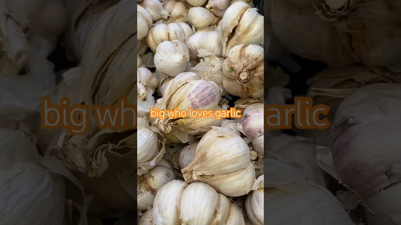 BIG GARLIC 🧄/ GARLICS FRESH HARVEST at FARMERS MARKET 