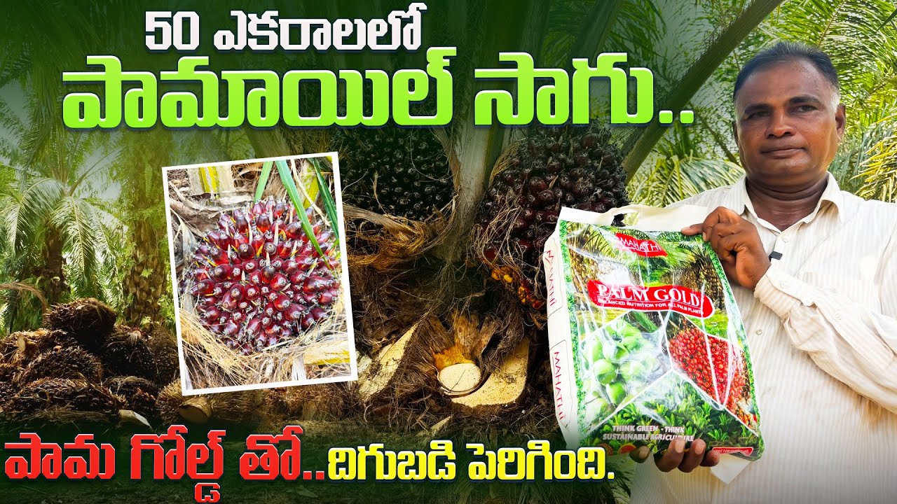 పామాయిల్ 50 ఎకరాలలో సాగు..దిగుబడి పెరిగింది | palm gold fertilizer |@karshakavani7049