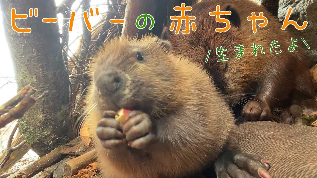 【那須どうぶつ王国初】ビーバーの赤ちゃんが生まれました！！！【悶絶級の可愛さ】