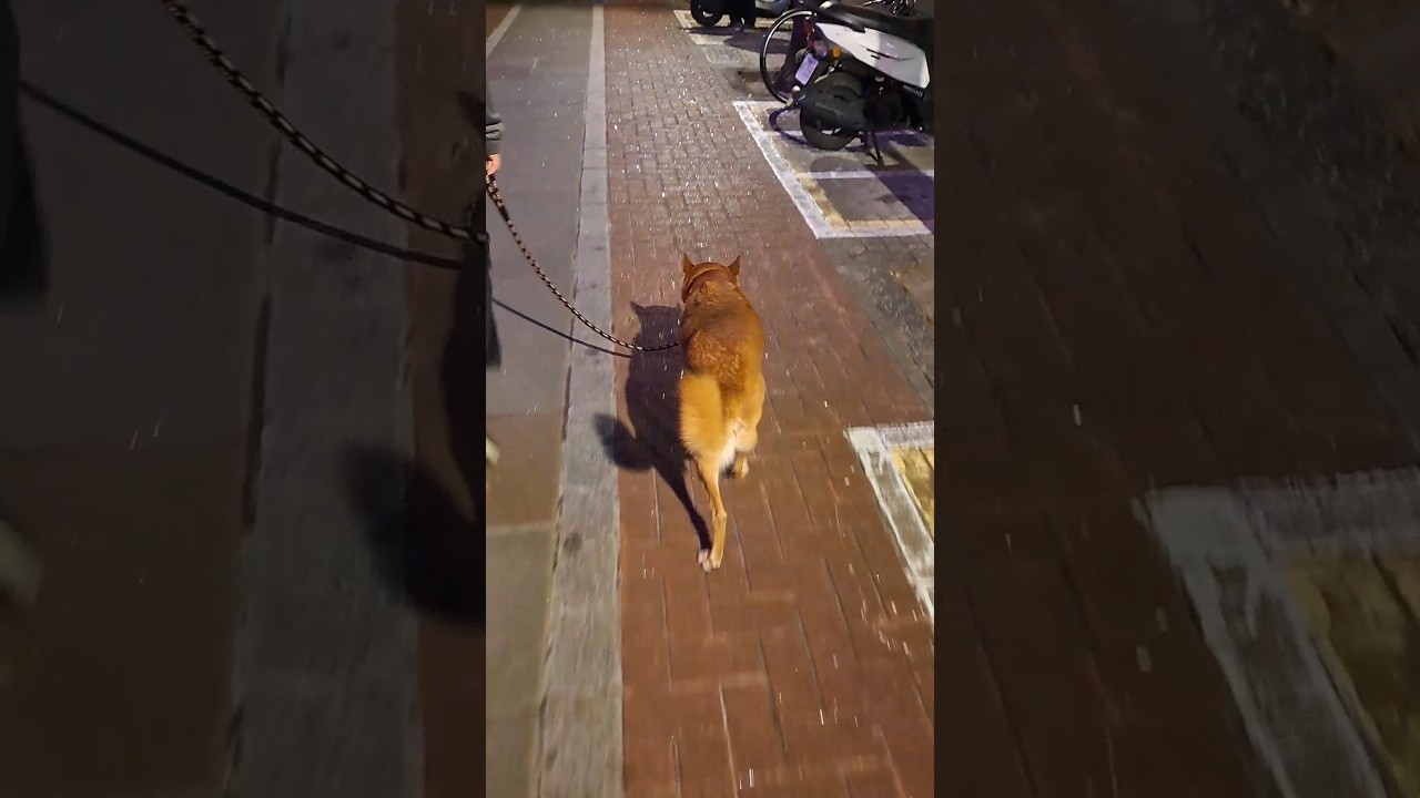 A dog's happy walking. #doglove #dog #pets