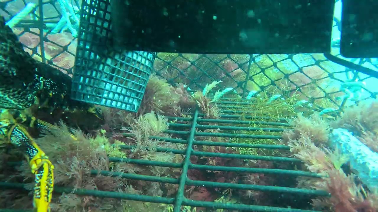 Port Mac Lobster